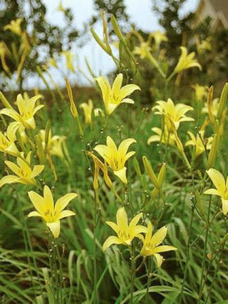 Lis d'un jour, Hémérocalle jaune parfumée