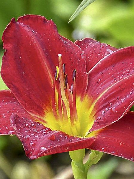 Lis d'un jour, Hémérocalle 'Jolly Hearts'