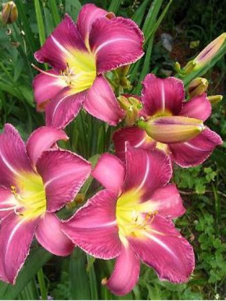 Lis d'un jour, Hémérocalle 'Lavender Deal'