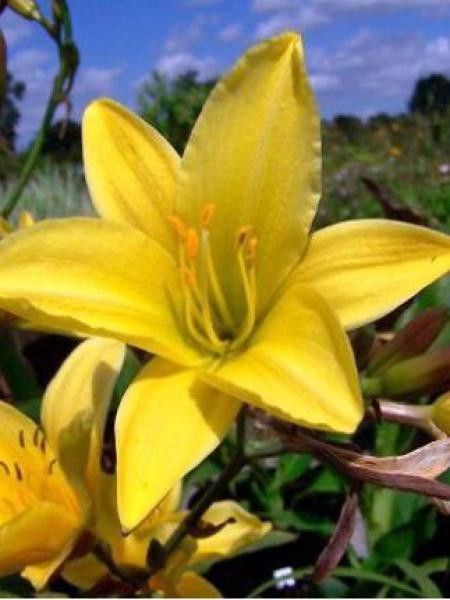 Lis d'un jour, Hémérocalle 'Lemon Bells'