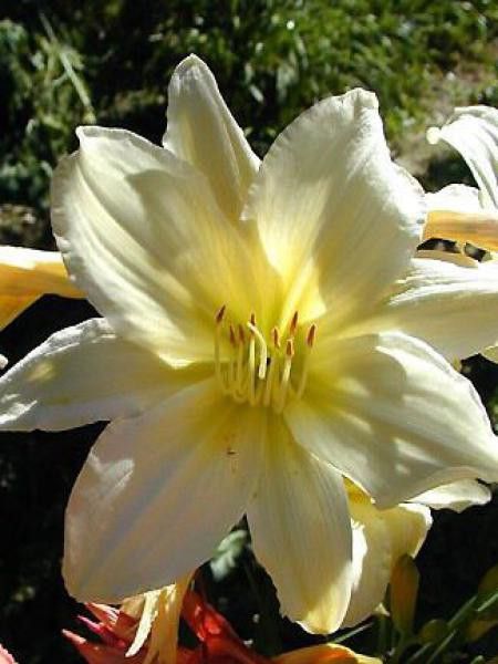 Lis d'un jour, Hémérocalle 'Light The Way'