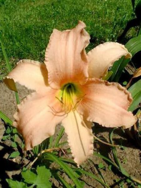 Lis d'un jour, Hémérocalle 'Luxury Lace'