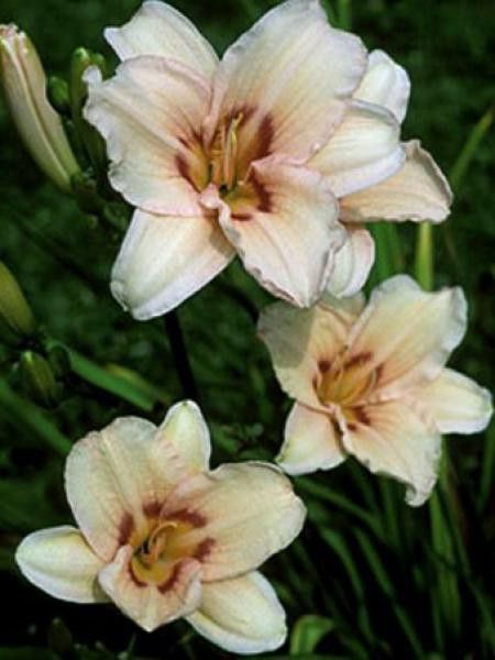 Lis d'un jour, Hémérocalle 'Lynn Hall'