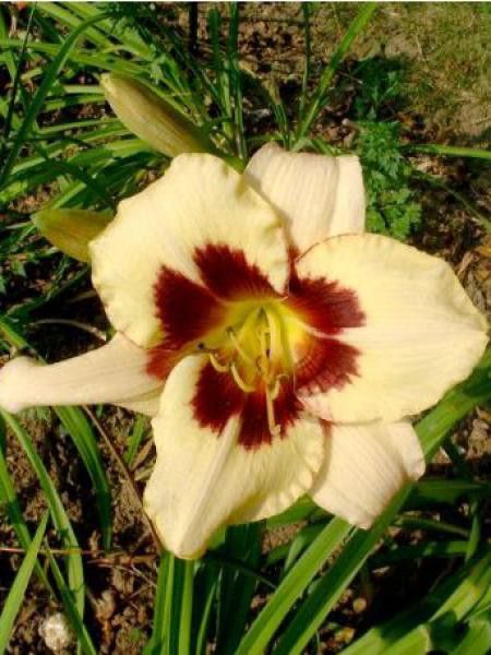 Lis d'un jour, Hémérocalle 'Moonlight Mascarade'