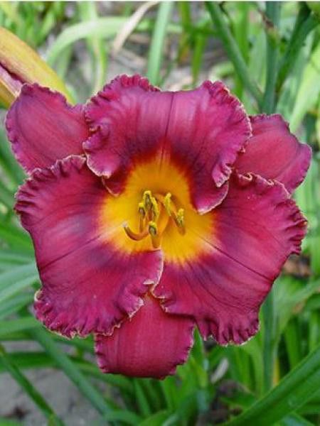 Lis d'un jour, Hémérocalle 'Night Whispers'