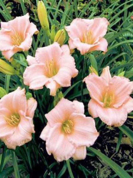 Lis d'un jour, Hémérocalle 'On and On'