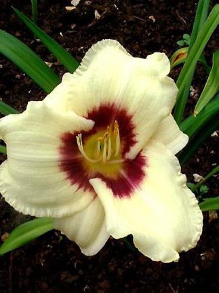 Lis d'un jour, Hémérocalle 'Pandora Box'