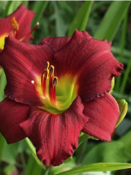 Lis d'un jour, Hémérocalle 'Pardon Me'