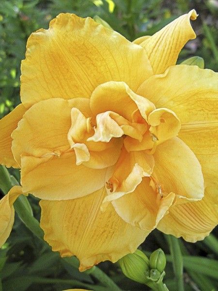 Lis d'un jour, Hémérocalle 'Patricia Jojo'