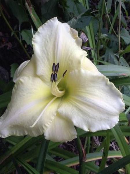 Lis d'un jour, Hémérocalle 'Precious d'Oro'