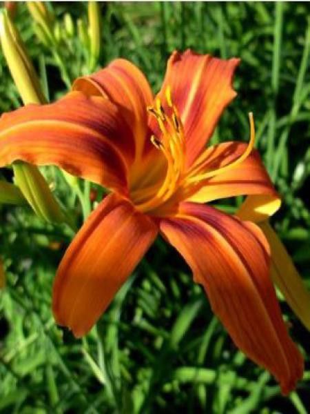 Lis d'un jour, Hémérocalle 'Rajah'