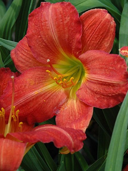Lis d'un jour, Hémérocalle 'Red Rum'