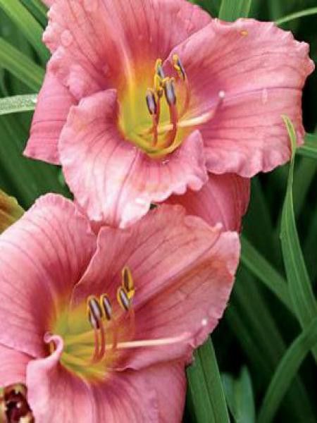 Lis d'un jour, Hémérocalle 'Rosy Returns'