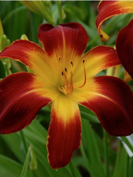 Lis d'un jour, Hémérocalle 'Rubis Spider'
