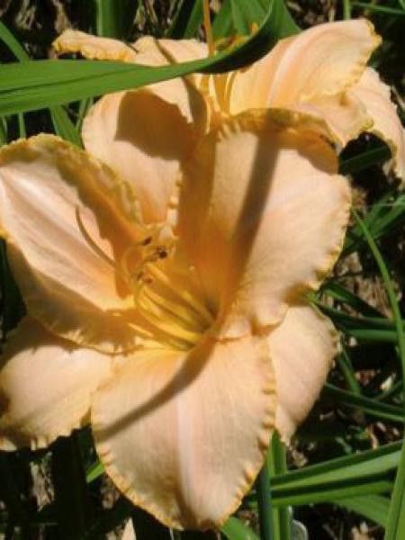 Lis d'un jour, Hémérocalle 'Serena Sunburst'