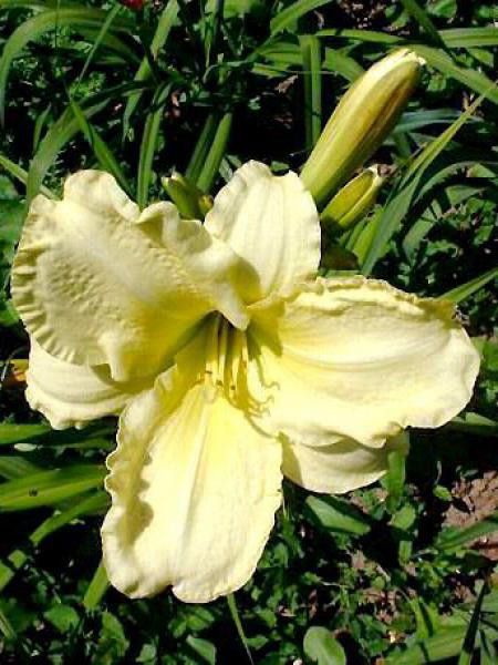 Lis d'un jour, Hémérocalle 'So Lovely'