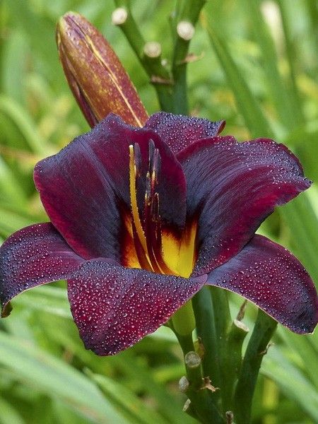 Lis d'un jour, Hémérocalle 'Starling'