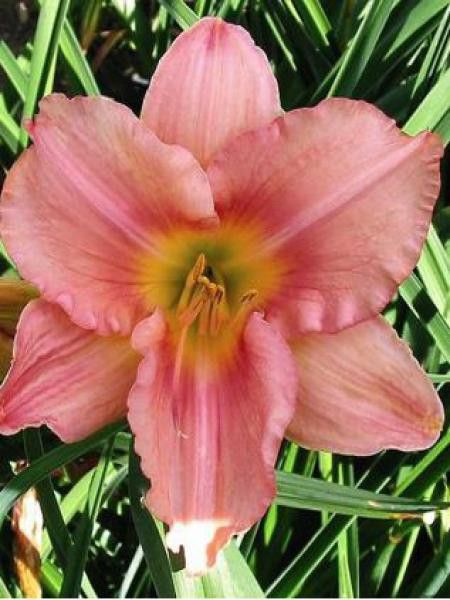 Lis d'un jour, Hémérocalle 'Strawberry Swirl'
