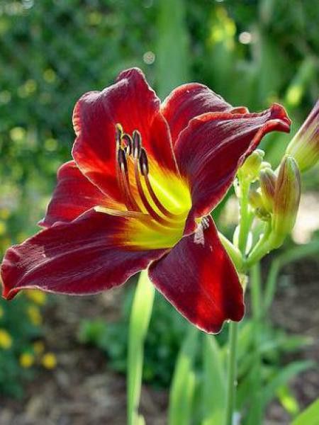 Lis d'un jour, Hémérocalle 'Tang'