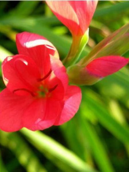 Lis des Cafres 'Major'