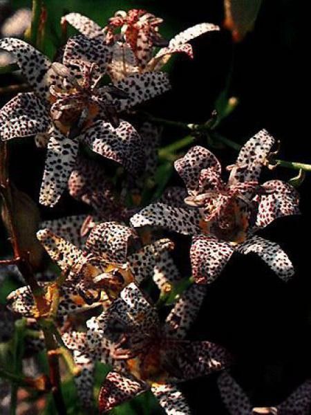 Lis des crapauds hirta