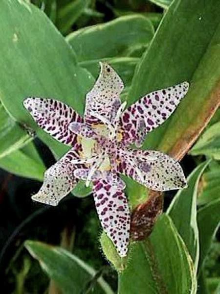 Lis des crapauds 'Variegata'