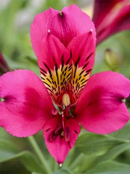 Lis des Incas 'Duc Danjou Arthur'