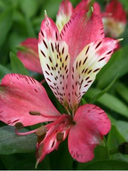 Lis des Incas 'Freedom'