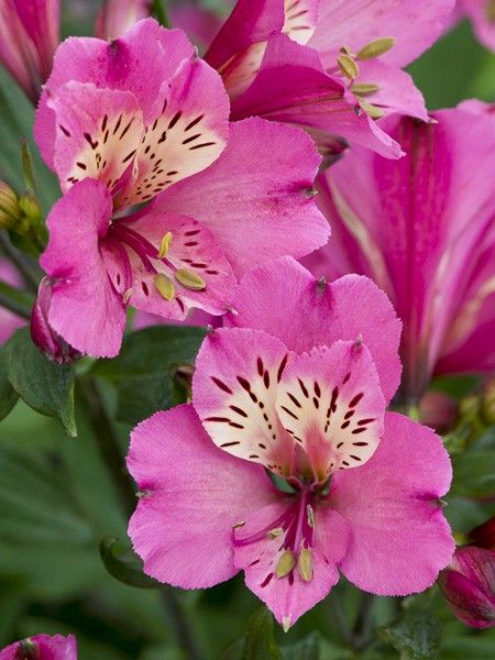 Lis des Incas 'Garden Summer Saint'