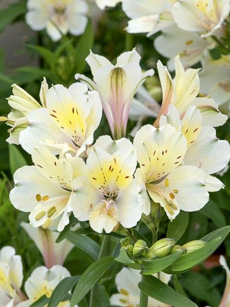 Lis des Incas 'Garden Summer Sky'