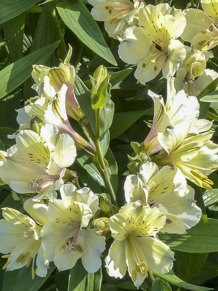 Lis des Incas 'Garden Summer Snow'