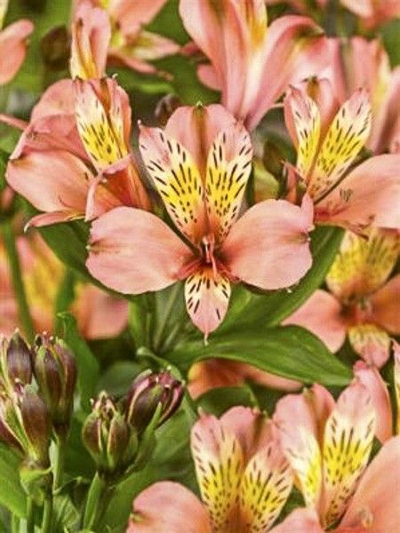 Lis des Incas 'Inca Avanti'