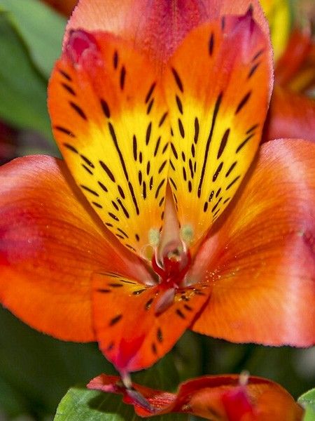 Lis des Incas 'Inca Classic'