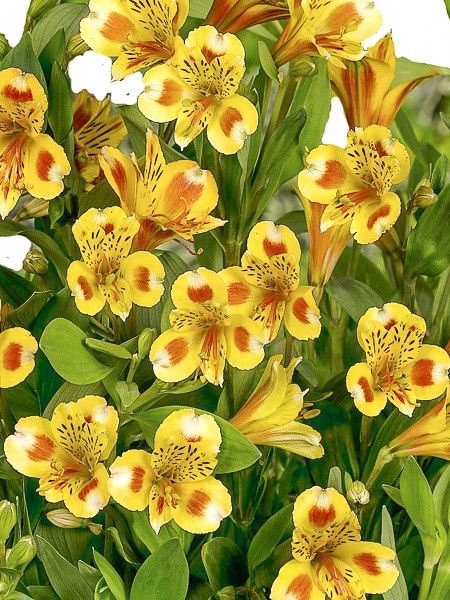 Lis des Incas 'Inca Exotica'