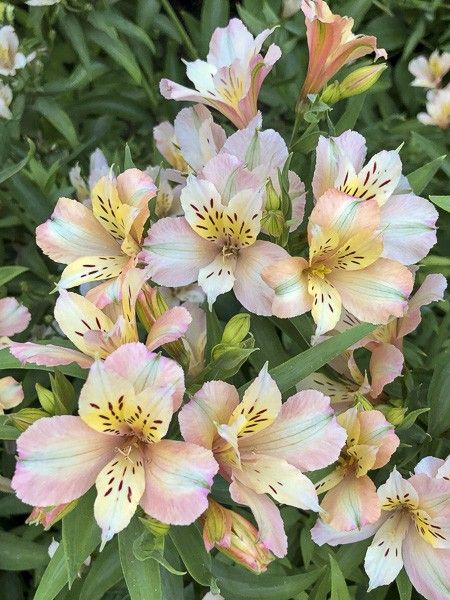 Lis des Incas 'Inca Ice'