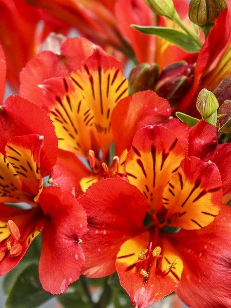 Lis des Incas 'Inca Pulse'