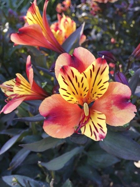 Lis des Incas 'Indian Summer'