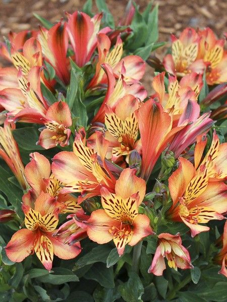 Lis des Incas 'Inticancha Bryce'