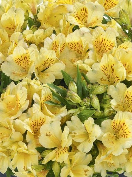 Lis des Incas 'Inticancha Cabana'