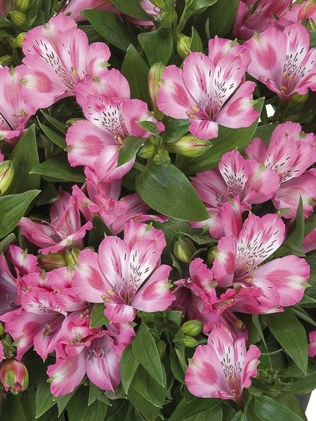 Lis des Incas 'Inticancha Imala'