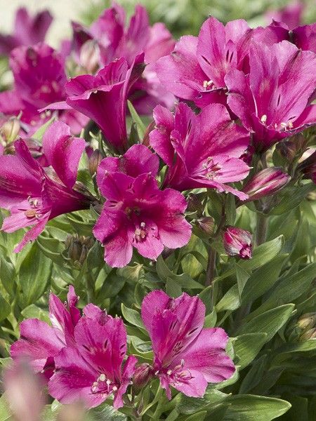 Lis des Incas 'Inticancha Machu'