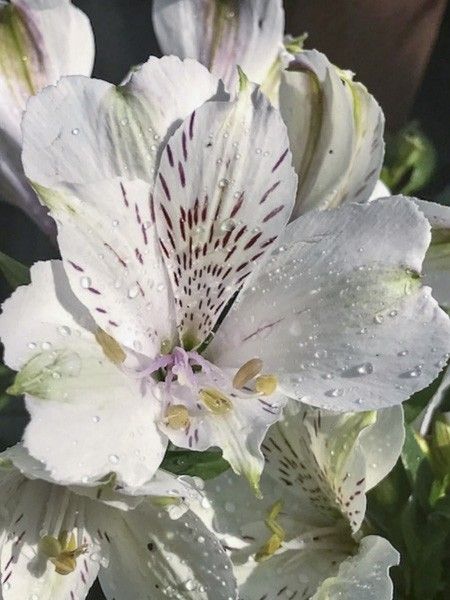 Lis des Incas 'Inticancha Magic White'