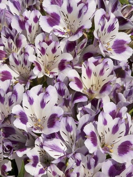 Lis des Incas 'Inticancha Passion'