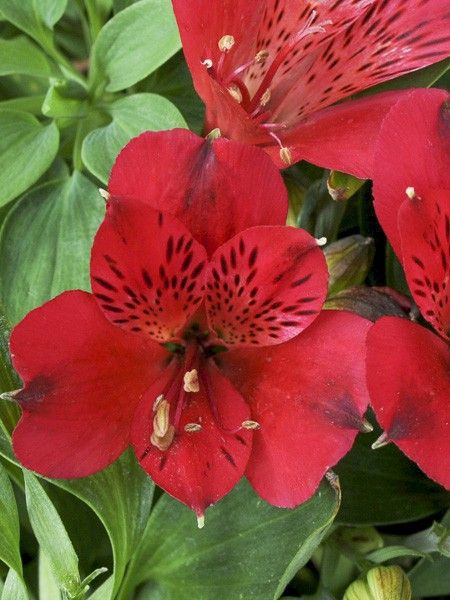 Lis des Incas 'Inticancha Red ou Valentino'