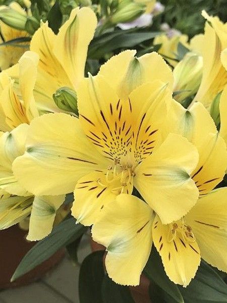 Lis des Incas 'Inticancha Sun Havana'