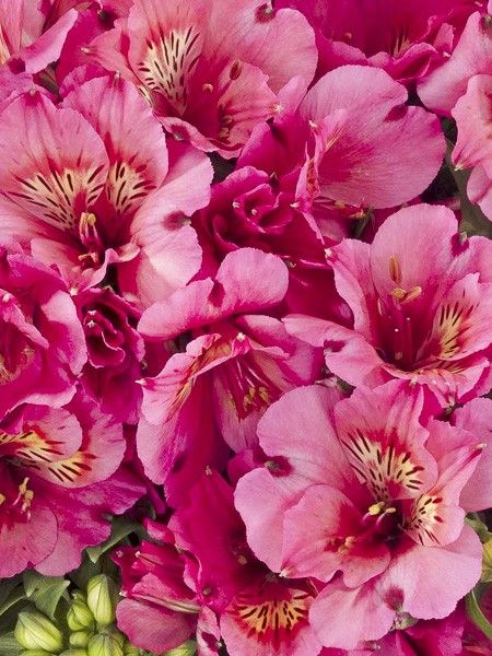 Lis des Incas 'Inticancha Sun Malaga'