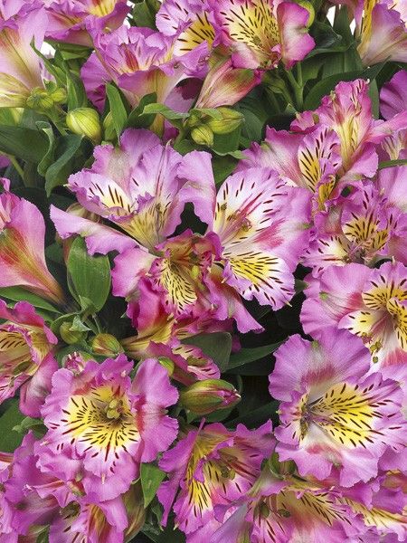 Lis des Incas 'Inticancha Sunday'
