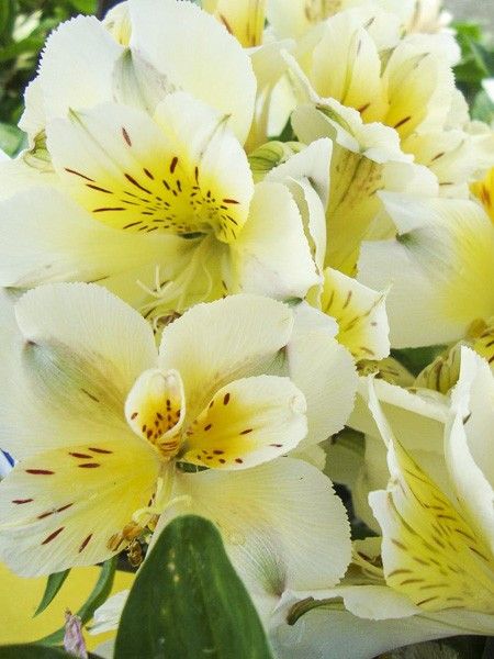 Lis des Incas 'Inticancha Sunlight'