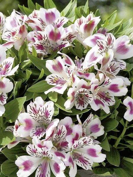 Lis des Incas 'Inticancha White Pink Blush'