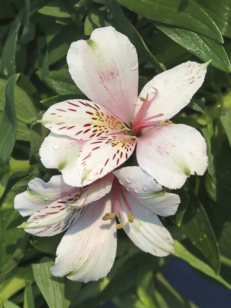 Lis des Incas 'Inticancha White Pink Heart'